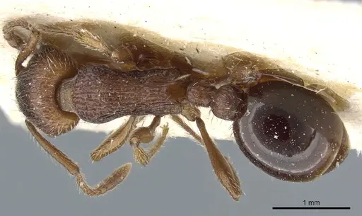 Myrmica stangeana specimen CASENT0904074 image casent0904074_1