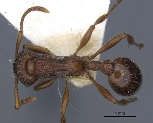 Myrmica stangeana specimen CASENT0916895 image casent0916895_1