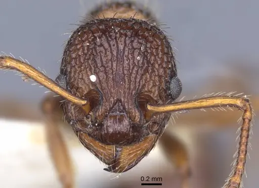 Myrmica stangeana specimen CASENT0916895 image casent0916895_2