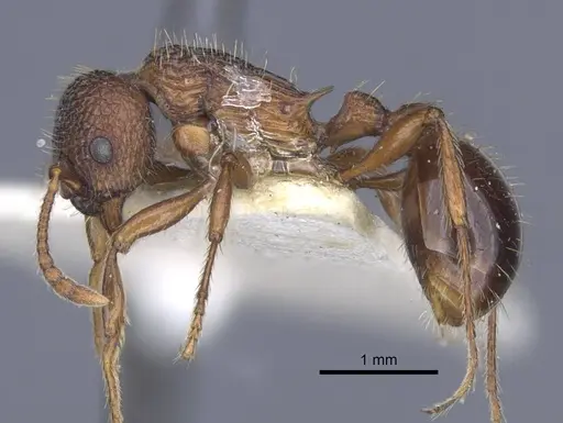 Myrmica stangeana specimen CASENT0916895 image casent0916895_3