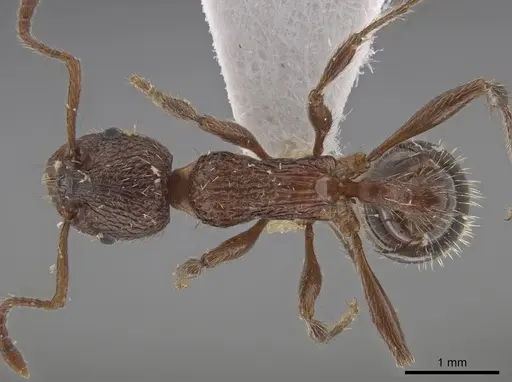 Myrmica stangeana specimen CSU image csu_ent0074842_1