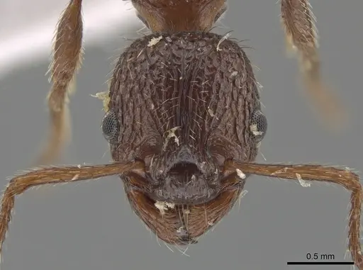 Myrmica stangeana specimen CSU image csu_ent0074842_2