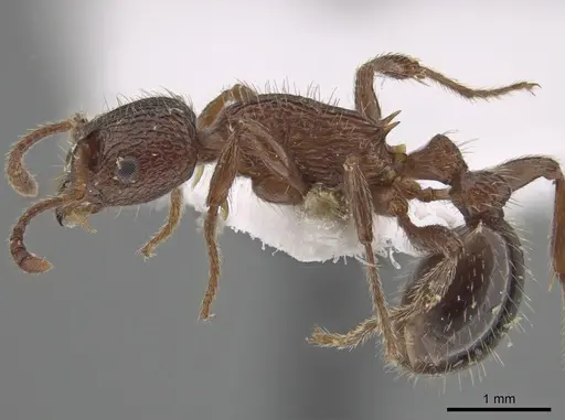 Myrmica stangeana specimen CSU image csu_ent0074842_3