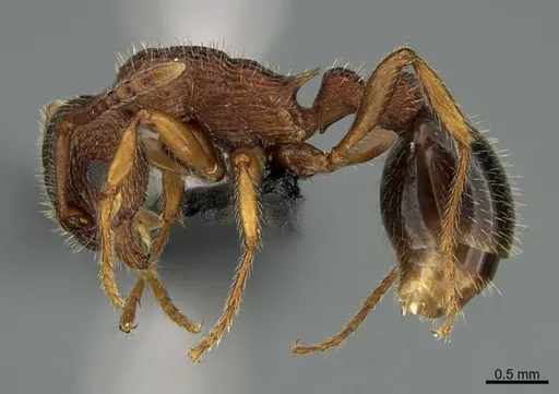 Myrmica striolagaster specimen CASENT0056872 image casent0056872_1