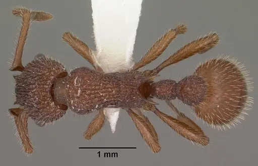 Myrmica striolagaster specimen CASENT0102857 image casent0102857_1