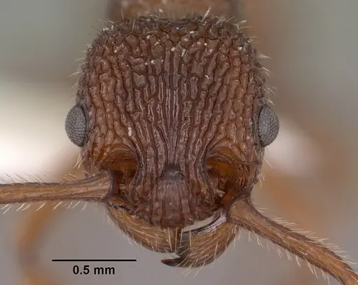 Myrmica striolagaster specimen CASENT0102857 image casent0102857_2