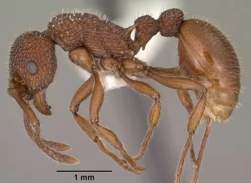 Myrmica striolagaster specimen CASENT0102857 image casent0102857_3