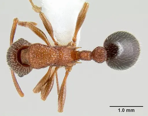 Myrmica striolagaster specimen CASENT0106036 image casent0106036_1