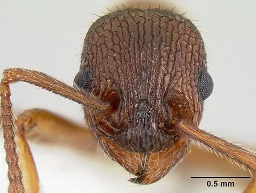 Myrmica striolagaster specimen CASENT0106036 image casent0106036_2
