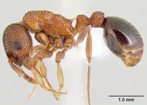 Myrmica striolagaster specimen CASENT0106036 image casent0106036_3