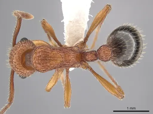 Myrmica striolagaster specimen CASENT0650336 image casent0650336_1