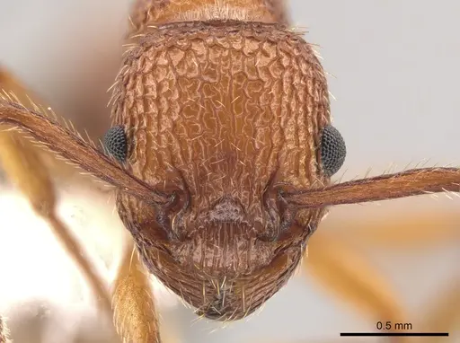 Myrmica striolagaster specimen CASENT0650336 image casent0650336_2