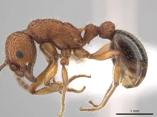 Myrmica striolagaster specimen CASENT0650336 image casent0650336_3