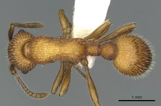 Myrmica striolagaster specimen CASENT0900348 image casent0900348_1