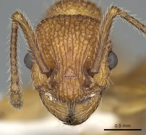 Myrmica striolagaster specimen CASENT0900348 image casent0900348_2