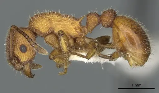 Myrmica striolagaster specimen CASENT0900348 image casent0900348_3