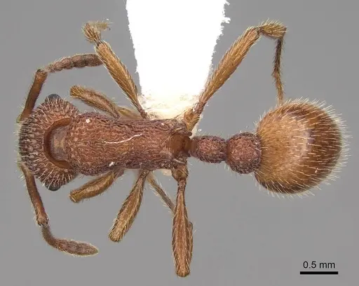 Myrmica striolagaster specimen CASENT0922763 image casent0922763_1