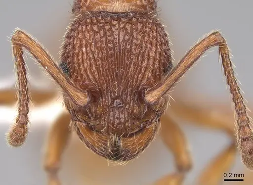 Myrmica striolagaster specimen CASENT0922763 image casent0922763_2