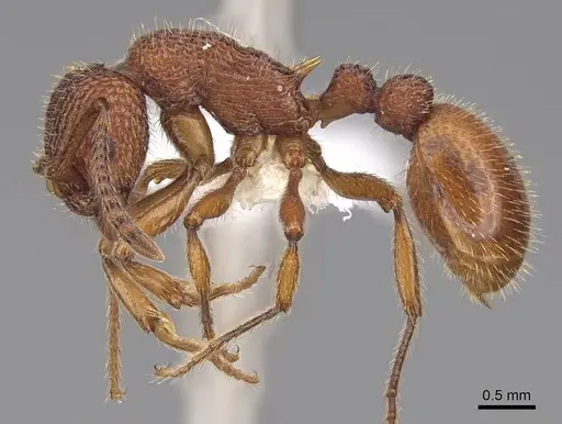 Myrmica striolagaster specimen CASENT0922763 image casent0922763_3