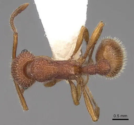 Myrmica striolagaster specimen CASENT0922764 image casent0922764_1