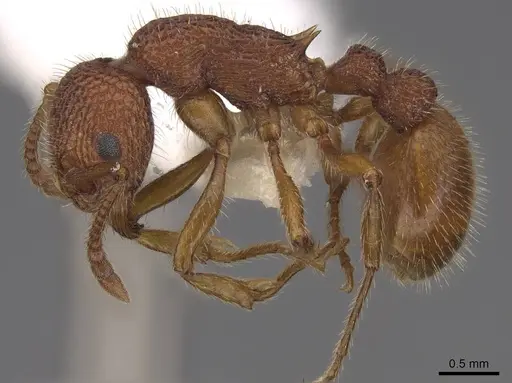 Myrmica striolagaster specimen CASENT0922764 image casent0922764_3
