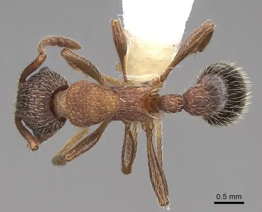 Myrmica striolagaster specimen CASENT0922765 image casent0922765_1