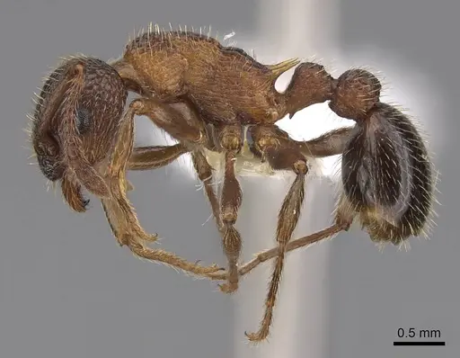 Myrmica striolagaster specimen CASENT0922765 image casent0922765_3
