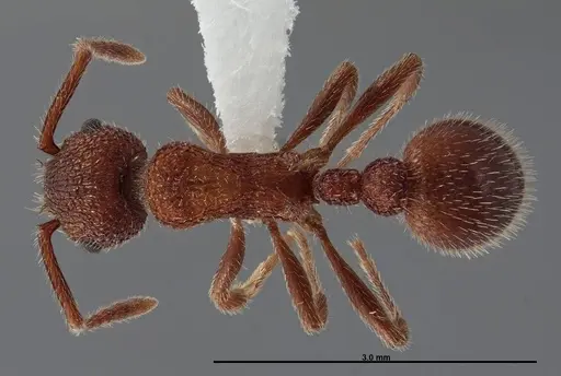 Myrmica striolagaster specimen FMNHINS0000062748 image fmnhins0000062748_1
