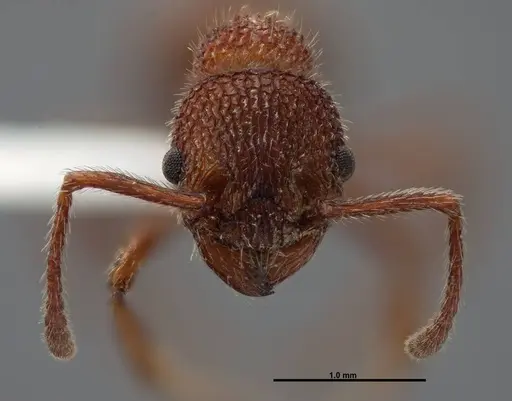 Myrmica striolagaster specimen FMNHINS0000062748 image fmnhins0000062748_2
