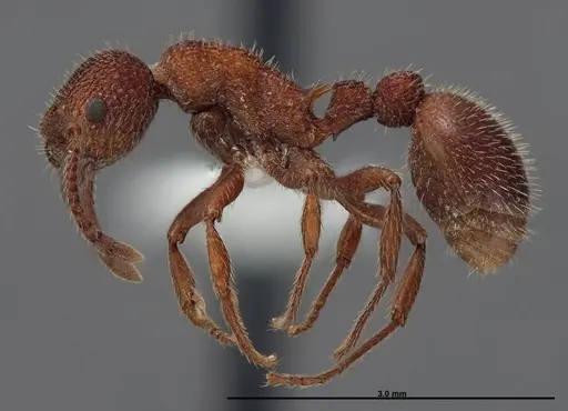 Myrmica striolagaster specimen FMNHINS0000062748 image fmnhins0000062748_3