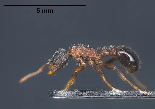 Myrmica sulcinodis specimen ANTWEB1041367 image antweb1041367_1