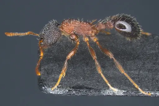Myrmica sulcinodis specimen ANTWEB1041367 image antweb1041367_2