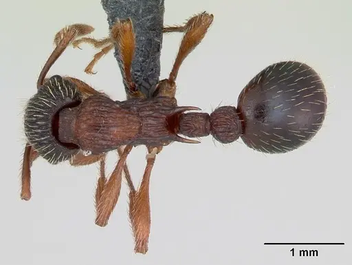 Myrmica sulcinodis specimen CASENT0172735 image casent0172735_1