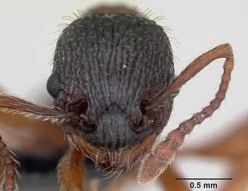 Myrmica sulcinodis specimen CASENT0172735 image casent0172735_2