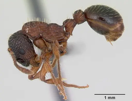 Myrmica sulcinodis specimen CASENT0172735 image casent0172735_3