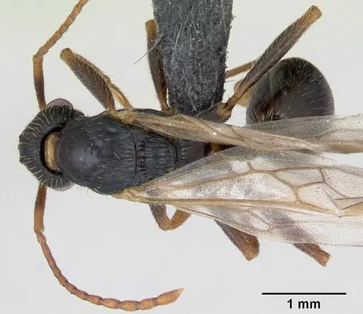 Myrmica sulcinodis specimen CASENT0172736 image casent0172736_1