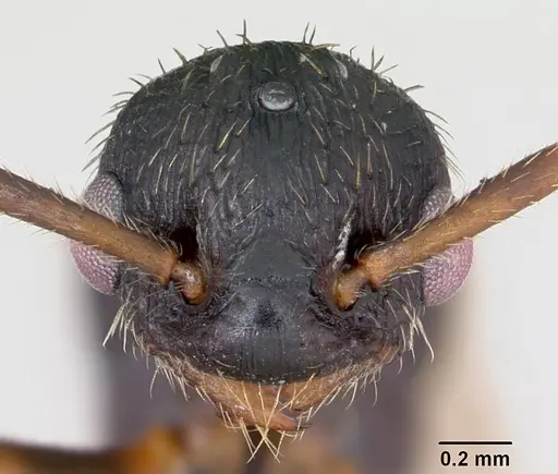 Myrmica sulcinodis specimen CASENT0172736 image casent0172736_2