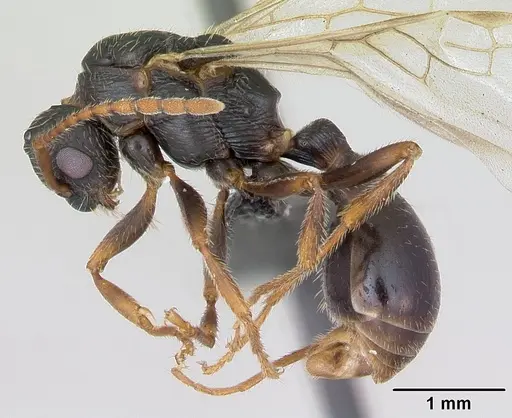 Myrmica sulcinodis specimen CASENT0172736 image casent0172736_3