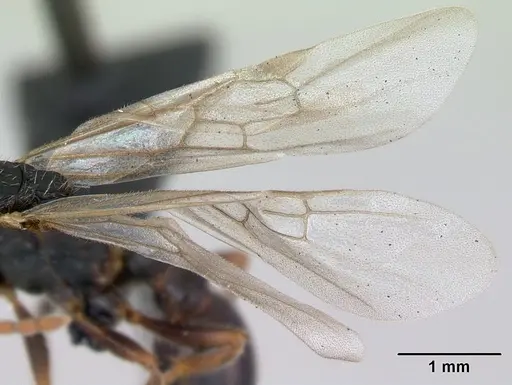 Myrmica sulcinodis specimen CASENT0172736 image casent0172736_4