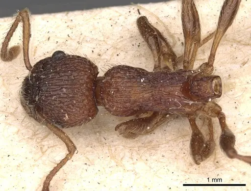 Myrmica sulcinodis specimen CASENT0900275 image casent0900275_1