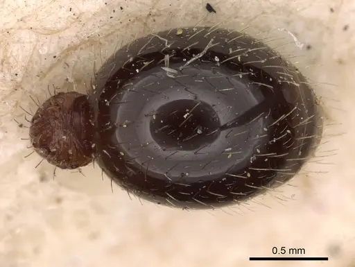 Myrmica sulcinodis specimen CASENT0900275 image casent0900275_2