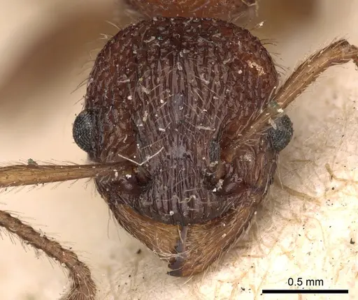 Myrmica sulcinodis specimen CASENT0900275 image casent0900275_3