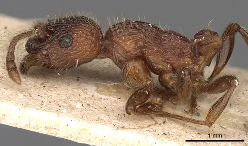 Myrmica sulcinodis specimen CASENT0900275 image casent0900275_4