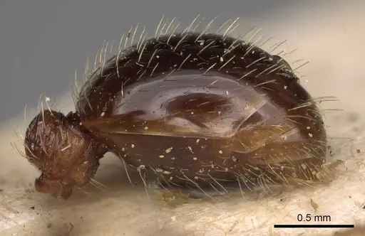 Myrmica sulcinodis specimen CASENT0900275 image casent0900275_5
