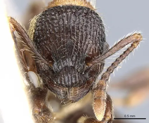 Myrmica sulcinodis specimen CASENT0904064 image casent0904064_2