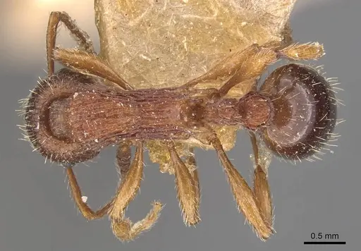 Myrmica sulcinodis specimen CASENT0907663 image casent0907663_1