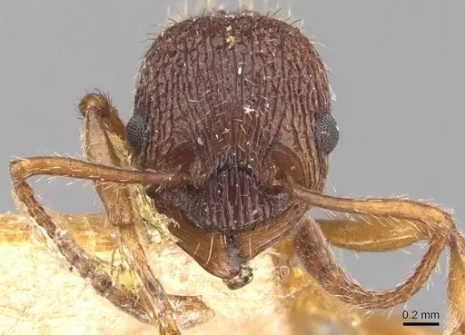 Myrmica sulcinodis specimen CASENT0907663 image casent0907663_2