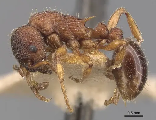 Myrmica sulcinodis specimen CASENT0907663 image casent0907663_3