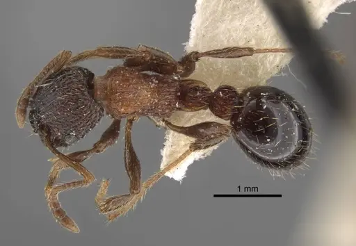 Myrmica sulcinodis specimen CASENT0917678 image casent0917678_1