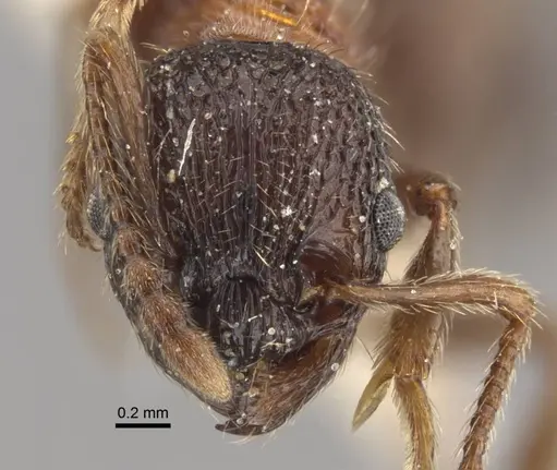 Myrmica sulcinodis specimen CASENT0917678 image casent0917678_2